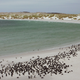 Estos pingüinos han convertido un campo de minas en su propio hábitat: los humanos no se les acercan